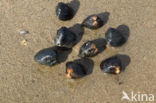 Asian Clam (Corbicula fluminea)