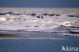 gull (Larus spec.)