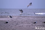 gull (Larus spec.)