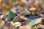 Gele plomp (Nuphar lutea)