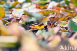 Yellow Waterlily (Nuphar lutea)