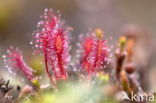 Sundew (Drosera spec.)