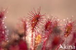 Sundew (Drosera spec.)