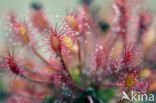 Sundew (Drosera spec.)