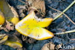 Yellow Waterlily (Nuphar lutea)