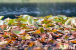 Gele plomp (Nuphar lutea)