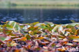 Gele plomp (Nuphar lutea)