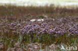 Common Sea Lavender (Limonium vulgare)