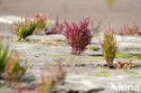 Zeekraal (Salicornia spec)