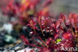 Zonnedauw (Drosera spec.)