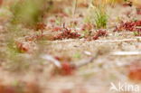 Zonnedauw (Drosera spec.)