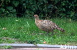 Ring-necked Pheasant (Phasianus colchicus)