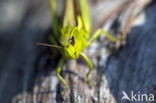 Large Marsh Grasshopper (Stethophyma grossum)