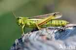 Large Marsh Grasshopper (Stethophyma grossum)