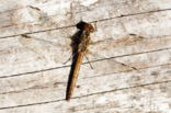 Four-spotted Chaser (Libellula quadrimaculata)