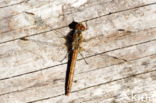 Four-spotted Chaser (Libellula quadrimaculata)