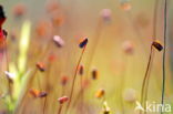 haircap moss (Polytrichum commune)