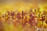 Juniper Haircap (Polytrichum juniperinum)