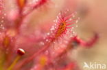 Sundew (Drosera spec.)