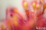 Sundew (Drosera spec.)