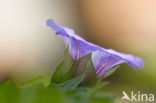 Hedge Bindweed (Convolvulus sepium)