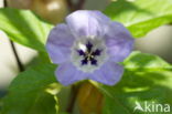 Hedge Bindweed (Convolvulus sepium)