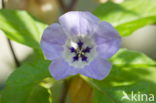 Hedge Bindweed (Convolvulus sepium)