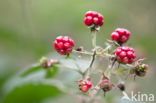 Gewone braam (Rubus fruticosus)