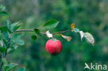 Apple (Malus domesticus)