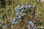 Sleedoorn (Prunus spinosa)