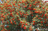 Moutain Ash (Sorbus)