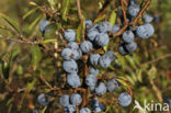 Sloe