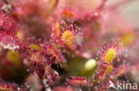 Zonnedauw (Drosera spec.)