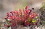 Sundew (Drosera spec.)