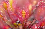 Zonnedauw (Drosera spec.)