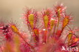 Sundew (Drosera spec.)