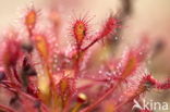 Sundew (Drosera spec.)
