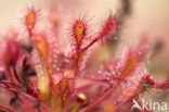 Sundew (Drosera spec.)