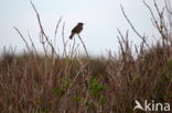 Dunnock