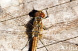 Four-spotted Chaser (Libellula quadrimaculata)