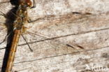 Four-spotted Chaser (Libellula quadrimaculata)