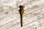 Four-spotted Chaser (Libellula quadrimaculata)