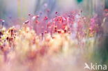 haircap moss (Polytrichum commune)