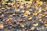 Yellow Waterlily (Nuphar lutea)