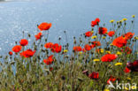 Gewone klaproos (Papaver rhoeas)