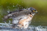 Sparrow Hawk (Accipiter nisus)