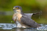 Sperwer (Accipiter nisus)