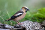 Hawfinch (Coccothraustes coccothraustes)