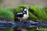 Great Spotted Woodpecker (Dendrocopos major)