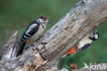 Grote Bonte Specht (Dendrocopos major)